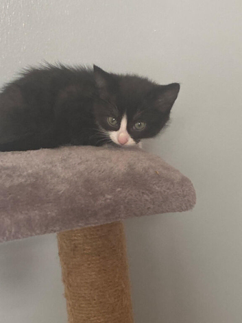 2 beautiful kittens ready to go