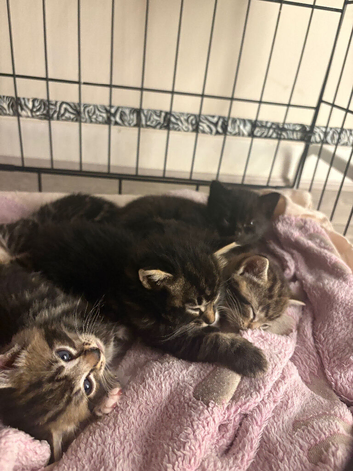 6 Curious Loving Domestic Shorthair Kittens
