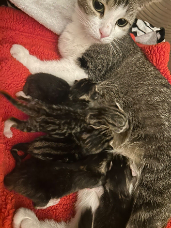 Beautiful kittens ready for there new loving home
