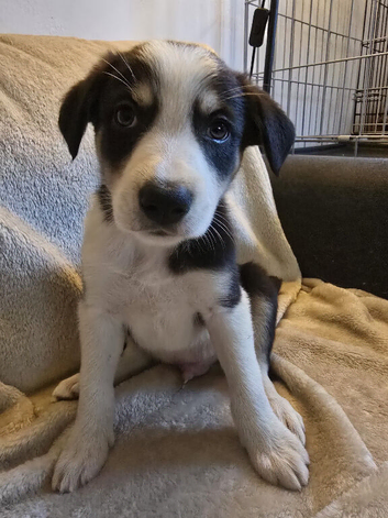 Last pup of the litter