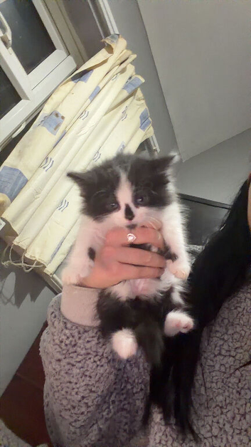 4 beautiful kittens for sale