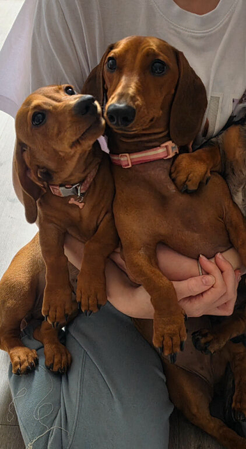 Dachshund female