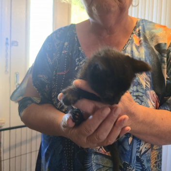 We have 3 lovely kittens available. ️ Please see below for details and individual prices.