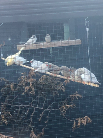 Zebra finches for sale