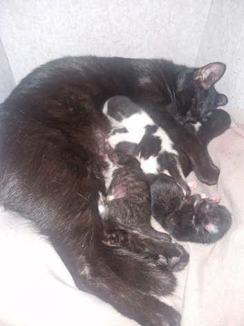 5 Precious kittens need a home