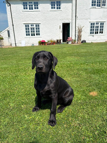 Black Labrador Dog pup