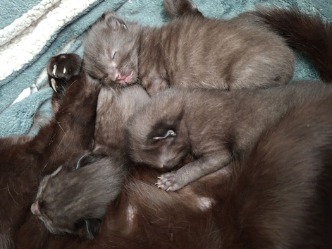 Kittens
