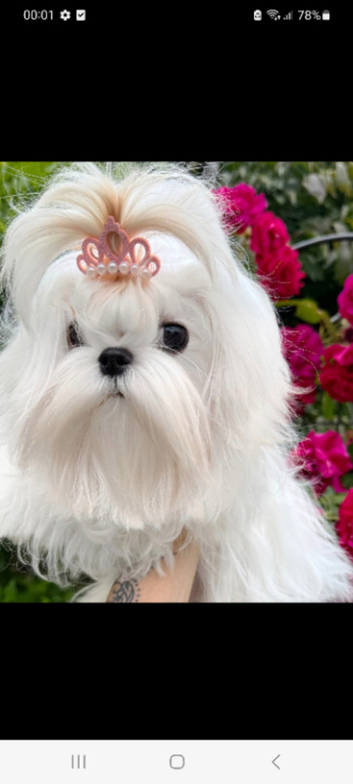 Miniature Korean maltese stud