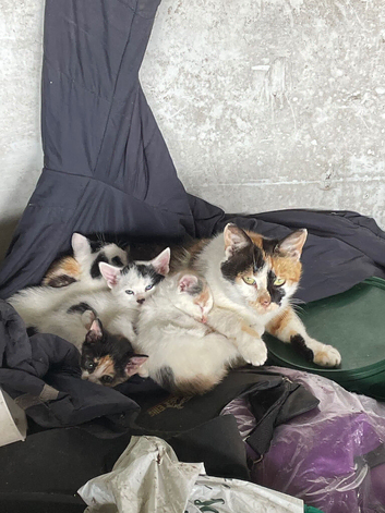 Mixed litter kittens