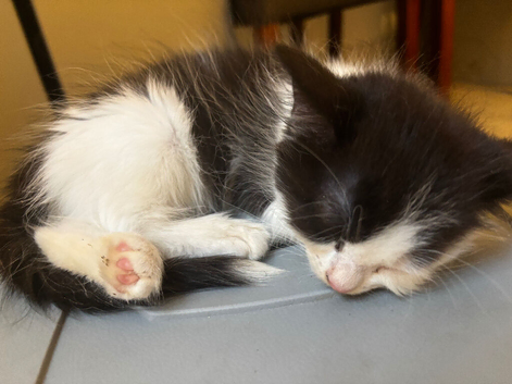 1 kitten  ready to be rehomed