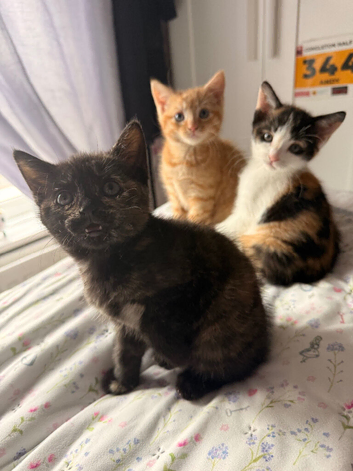 Beautiful home reared kittens.