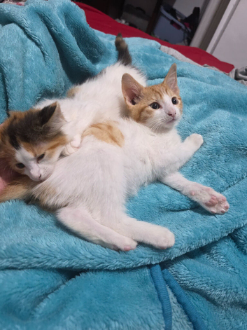 For sale 2 last kitten's