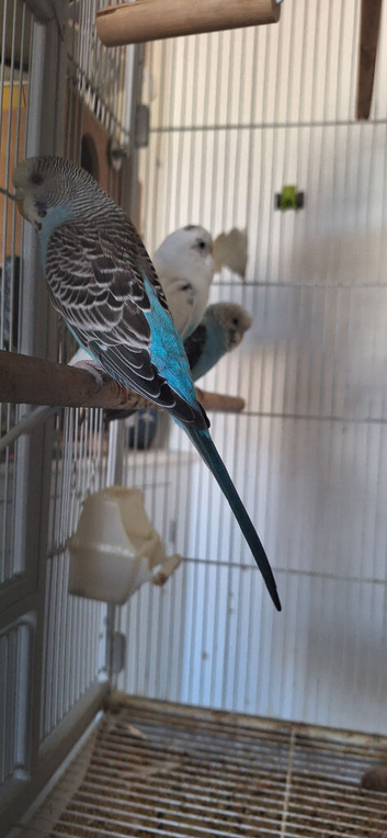 Breeding pairs of budgies 4