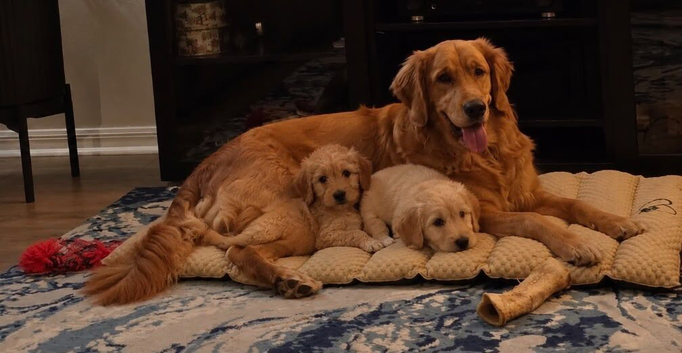Golden doodle puppies