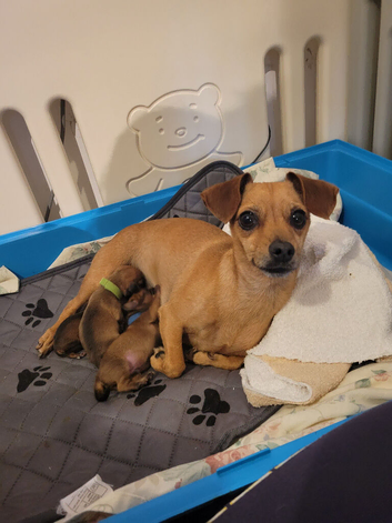 Mixed breed dachsund puppies