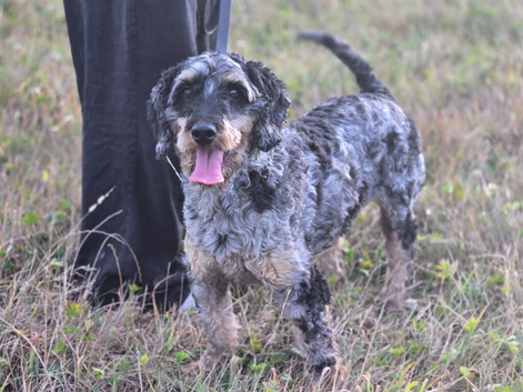 Jasper - five-year-old Labradoodle