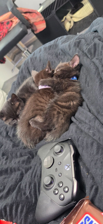 Beautiful Kittens Looking for Their Forever Homes