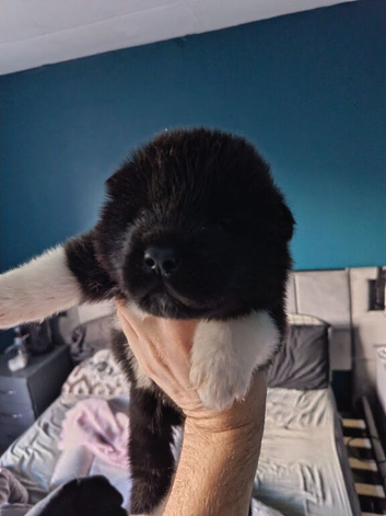 American akita pups