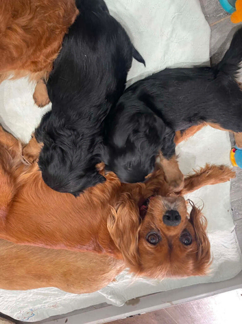 Cavalier King Charles poppyS