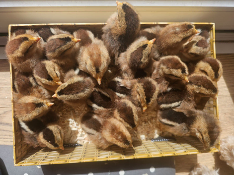 Olive Egger chicks