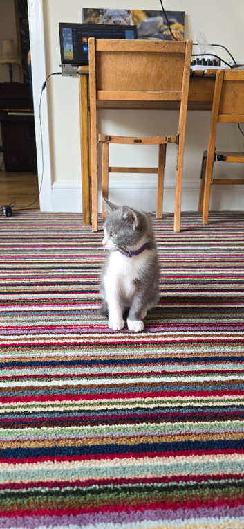British shorthair kittens - open to offers