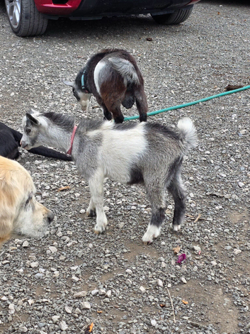 5 male pygme goats