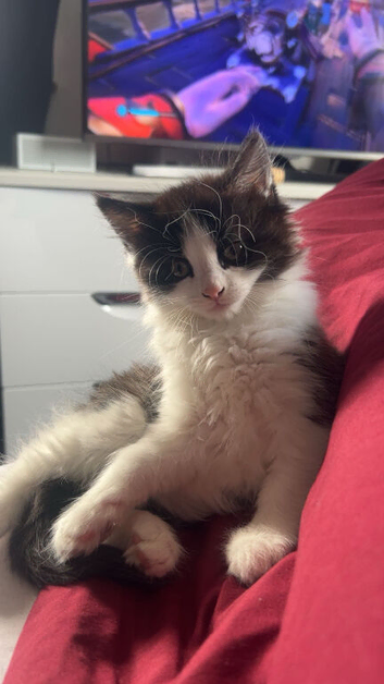 kitten