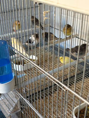 Spanish RAZA canarys for sale