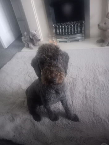 Bedlington terrier