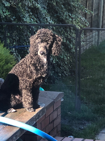 Handsome mini poodle looking for Hes forever sofa