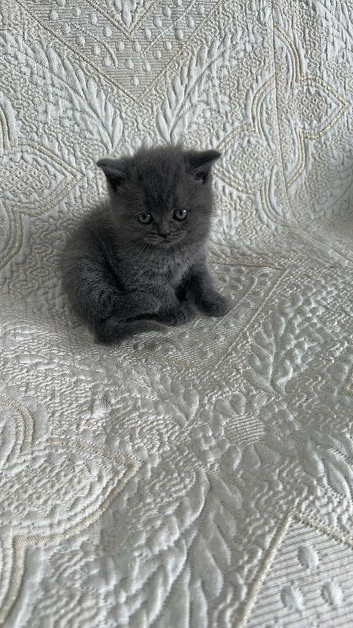 Gorgeous British Shorthair Kittens