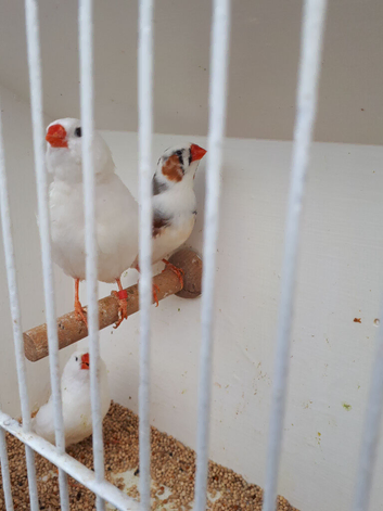 Zebra finches