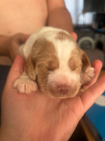 Two cocker spaniel puppy&rsquo;s born 07/07/26 _***only white girl left***
