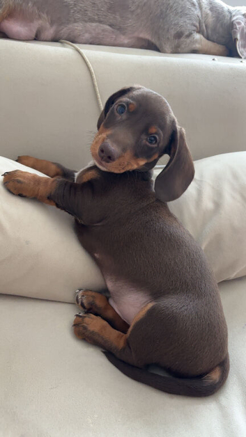 Chocolate and tan boy ready to leave !!