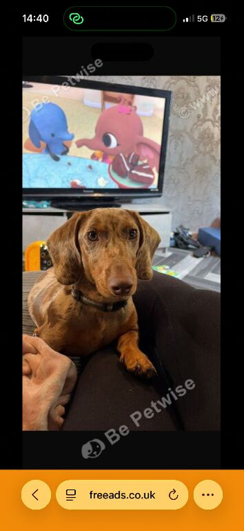 10 month old dapple minature dauchound