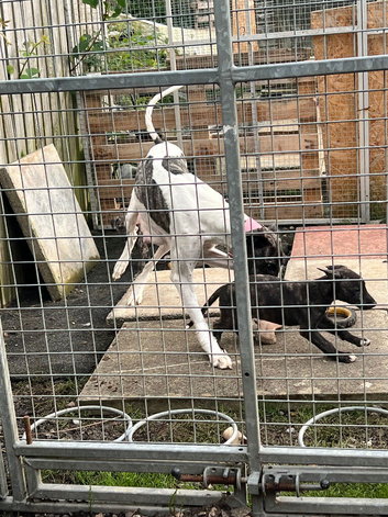 Six weeks old Luckcher pups Suluky bull greyhound
