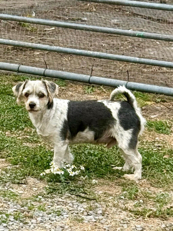 Neutered biewer boy