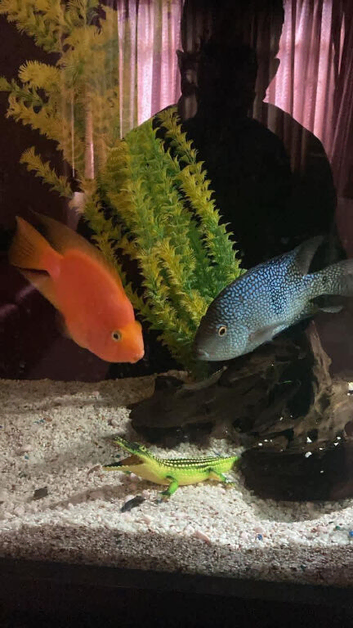 caprintis cichlid