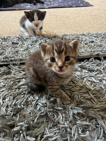 5 beautiful kittens for sale