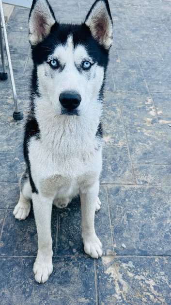 10 month Old 2 Siberian Husky &ndash; Loving & Friendly