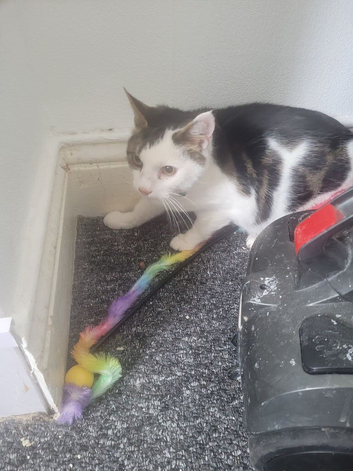 7 month old bengal kitten needs a loving home
