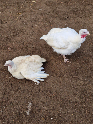 3 commercial white turkey hens