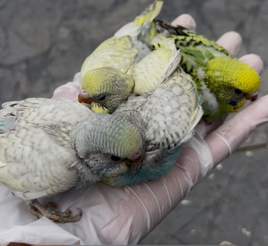 Hand reared baby budgies for sale