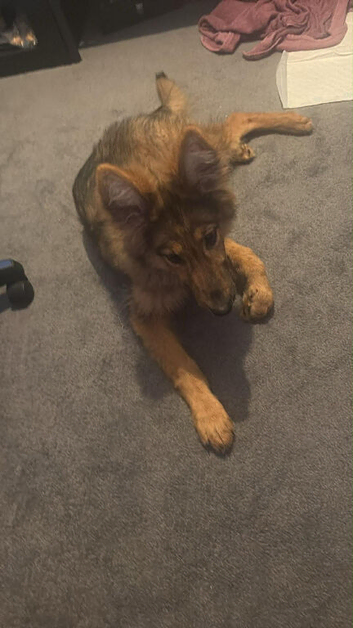 Female German shepherd