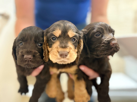 Looking for new homes