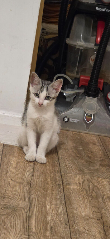 Kitten