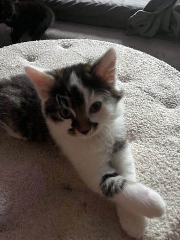 Calico kitten