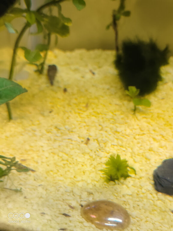 Malaysian Trumpet Snails juveniles