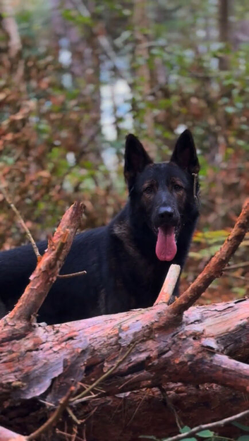2 year old male gsd