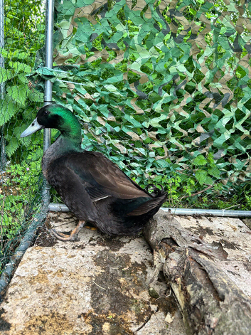 Cayuga-Pekin Cross Drakes